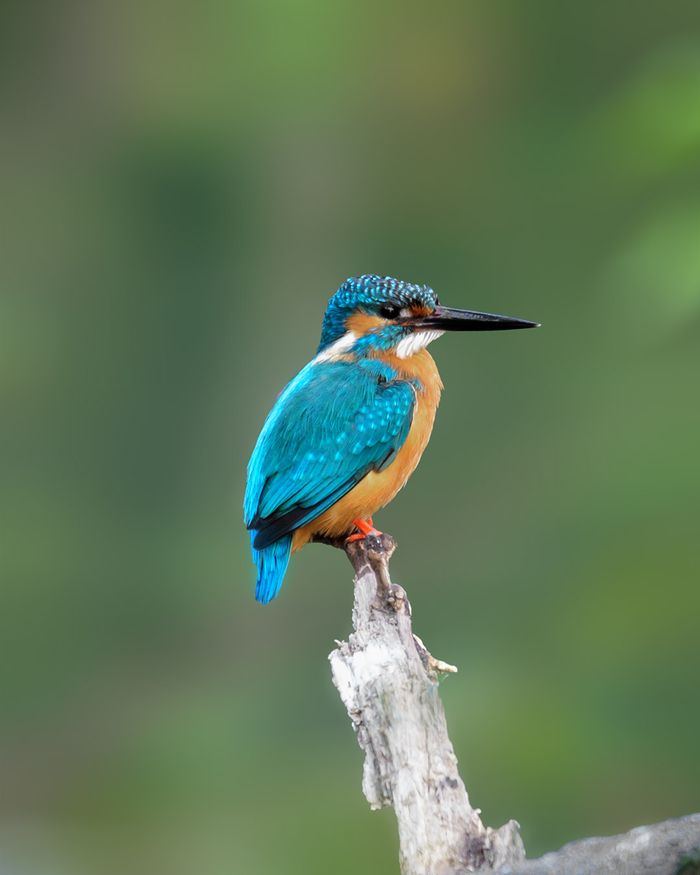 Common Kingfisher