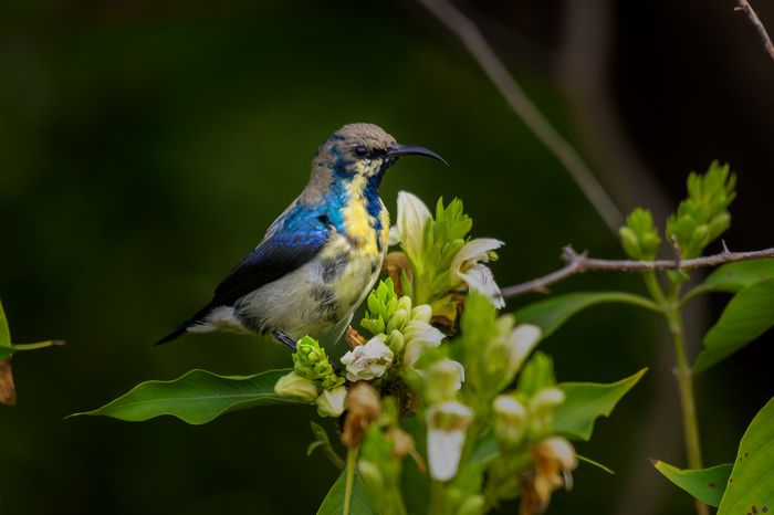 Purple Sunbird