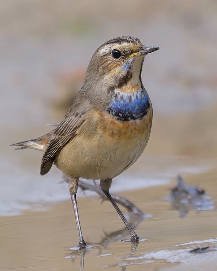 Bluethroat