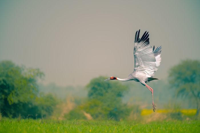 Sarus Crane
