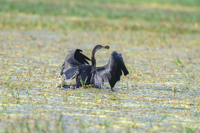 Oriental Darter
