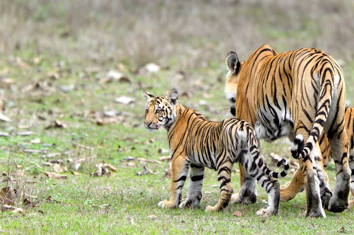 Kanha