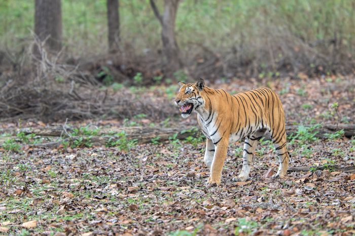 Kanha