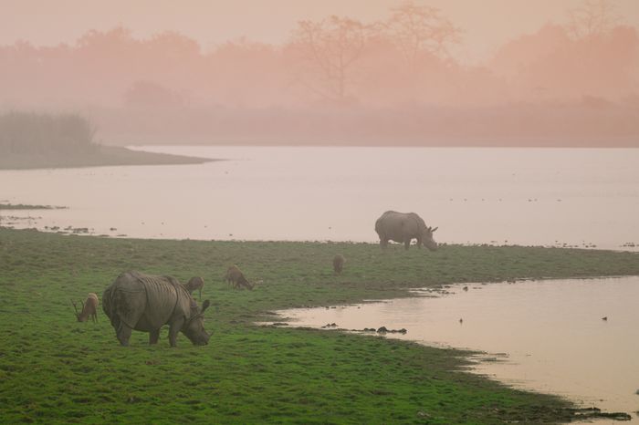 Kaziranga