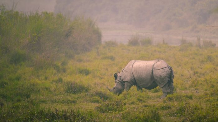 Kaziranga