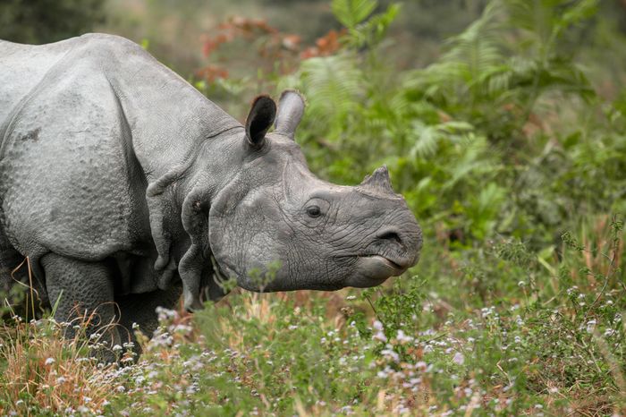 Rhino