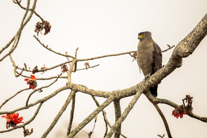 Kaziranga