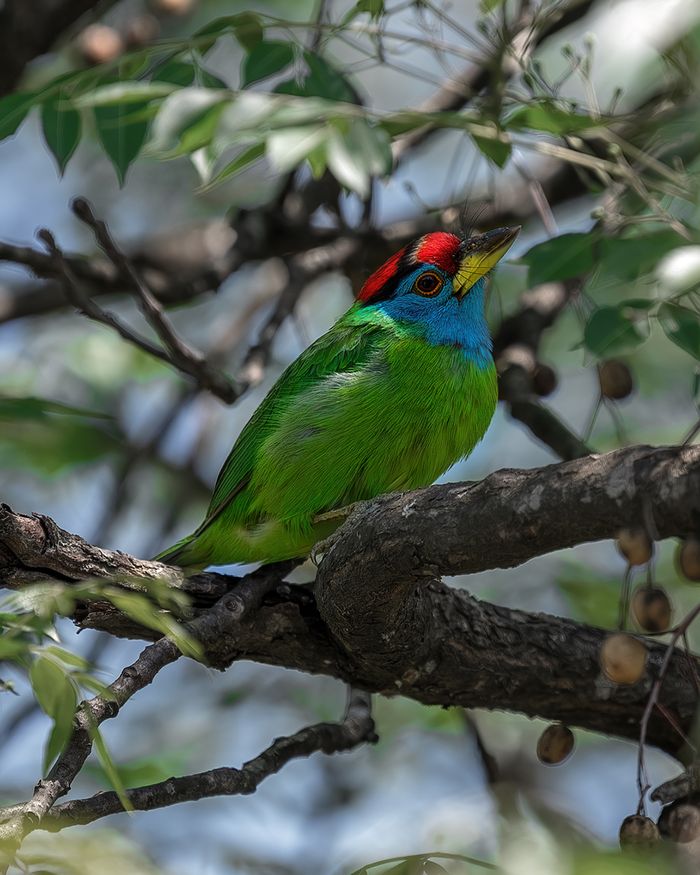 Blue-throated Barbet
