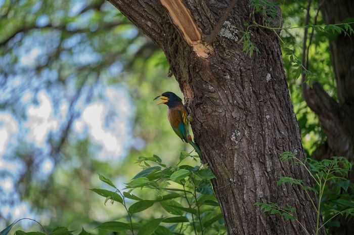 Great Barbet