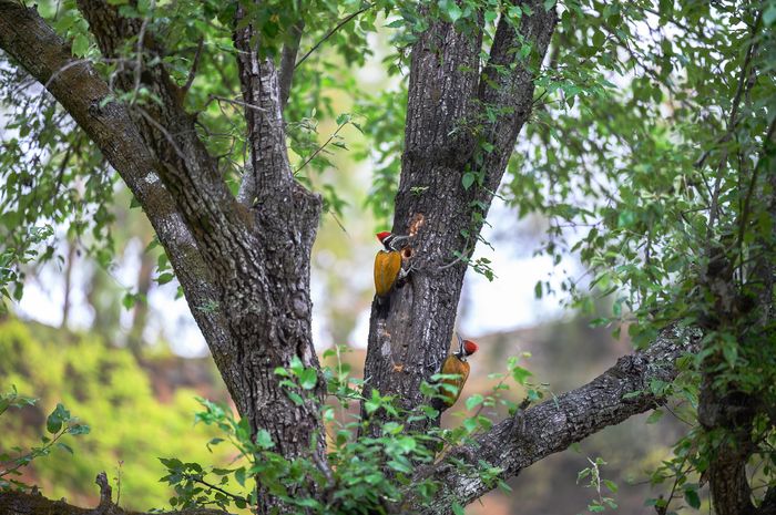 Greater Flameback