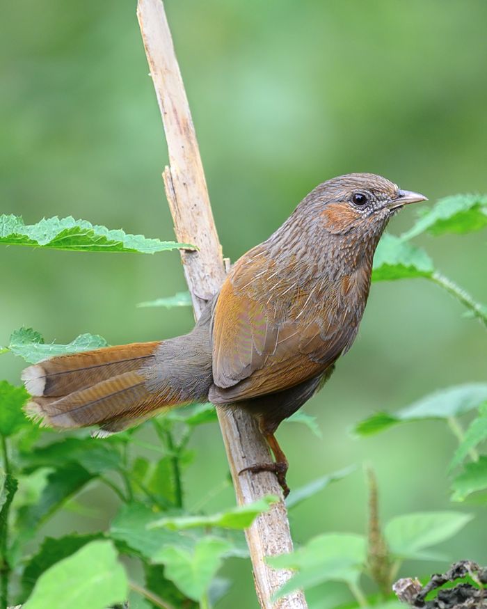 Streaked Laughingthrush