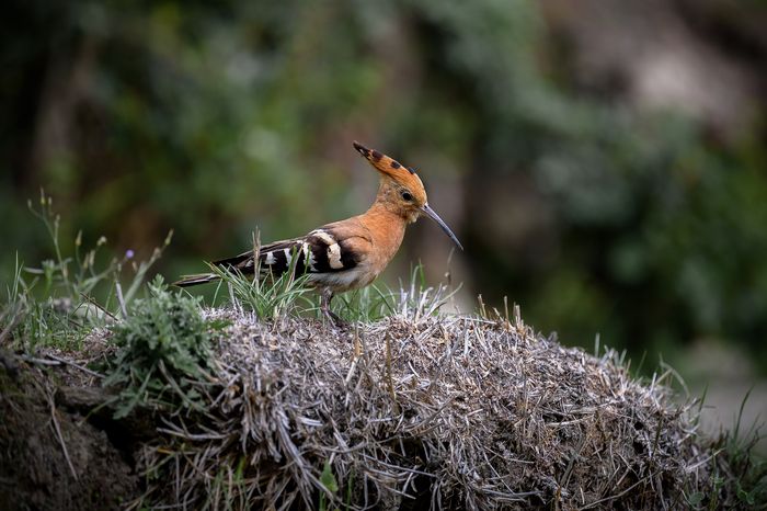 Eurasian Hoopoe