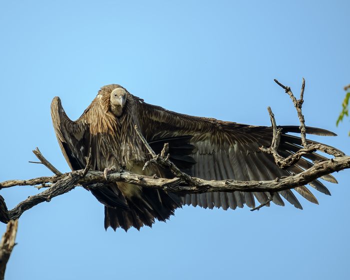 Indian Vulture