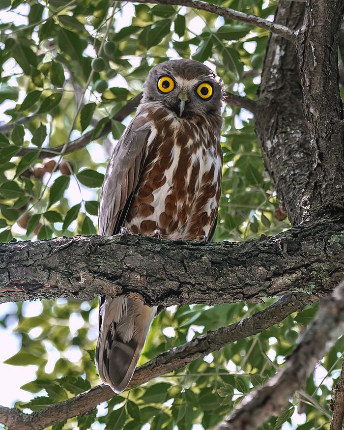 Brown Hawk Owl