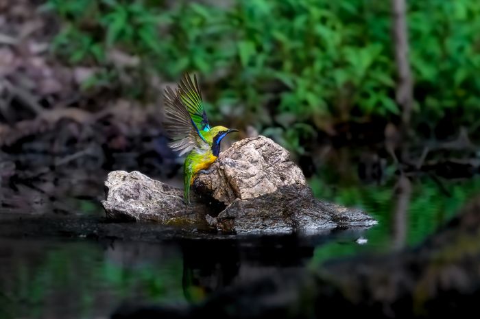 Green Leafbird
