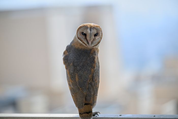 Barn Owl