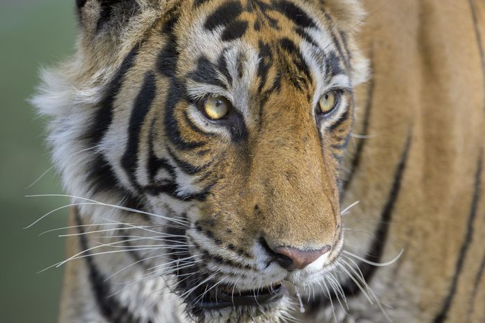 Ranthambore