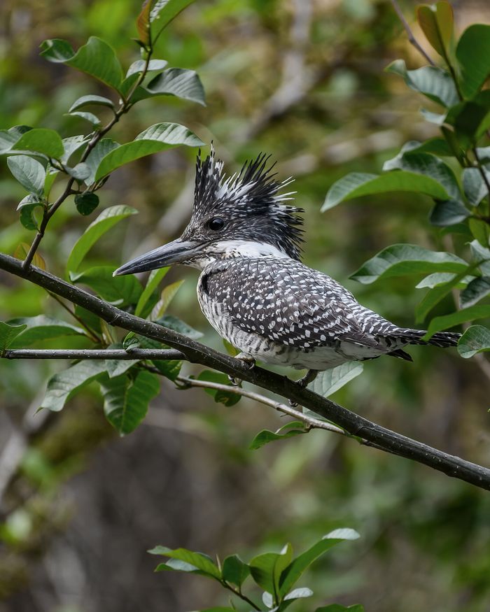 Crested Kingfisher