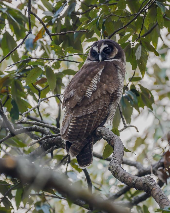 Brown Wood Owl