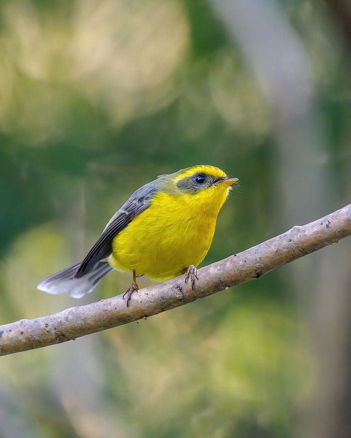 Yellow-bellied Fairy Fantail