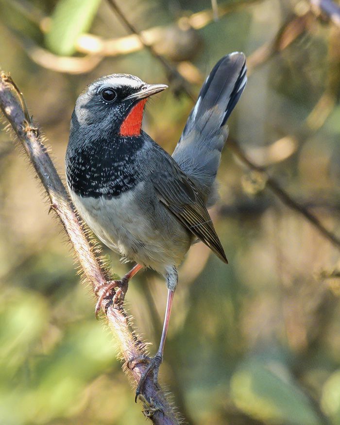 Himalayan Rubythroat