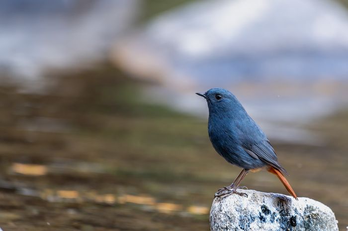 Plumbeous Redstart