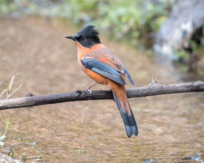 Rufous Sibia