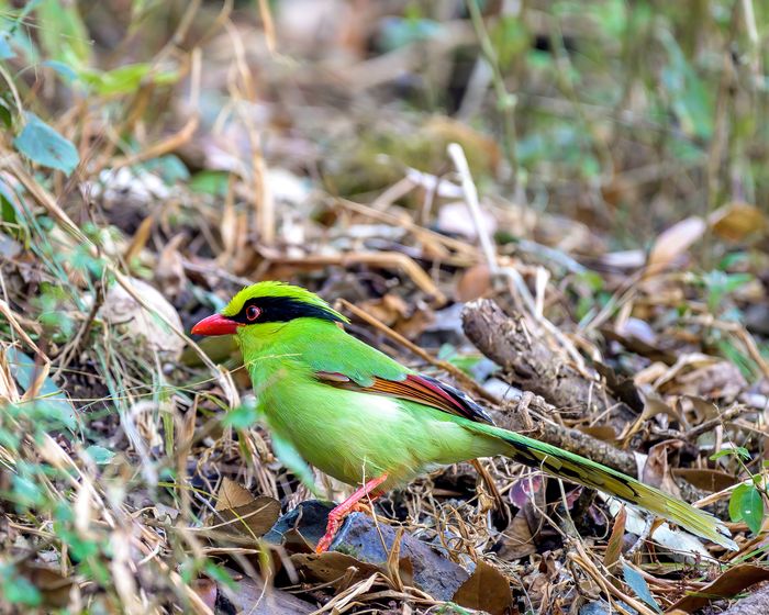 Common Green Magpie