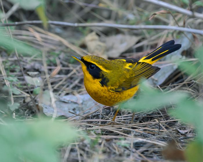 Golden Bush Robin