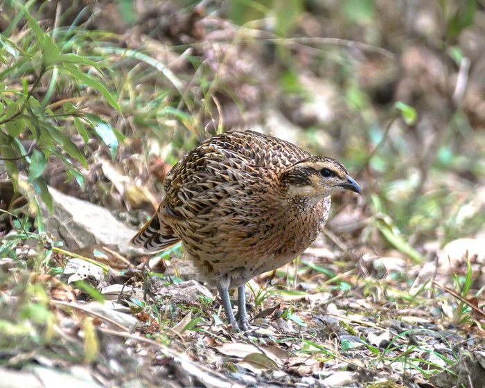 Koklass Pheasant