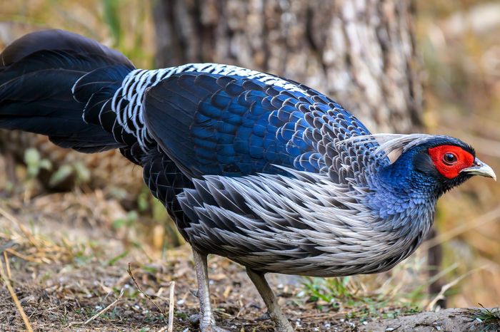 Kalij Pheasant