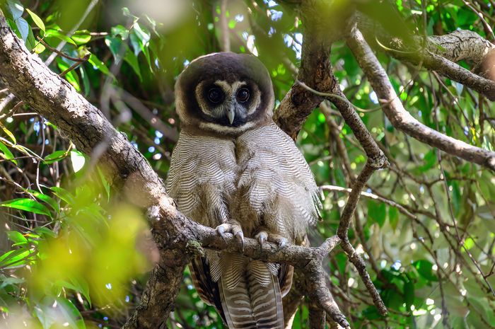 Brown Wood Owl