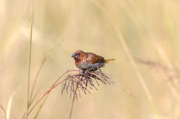 Scaly-breasted Munia
